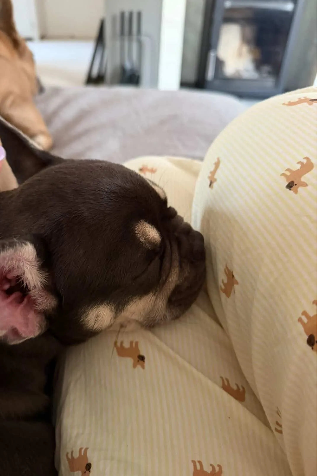 A dark brown French Bulldog puppy sleeping soundly on a cream-colored striped blanket with a brown moose print, while a hand with light purple nail polish gently pets its ear.