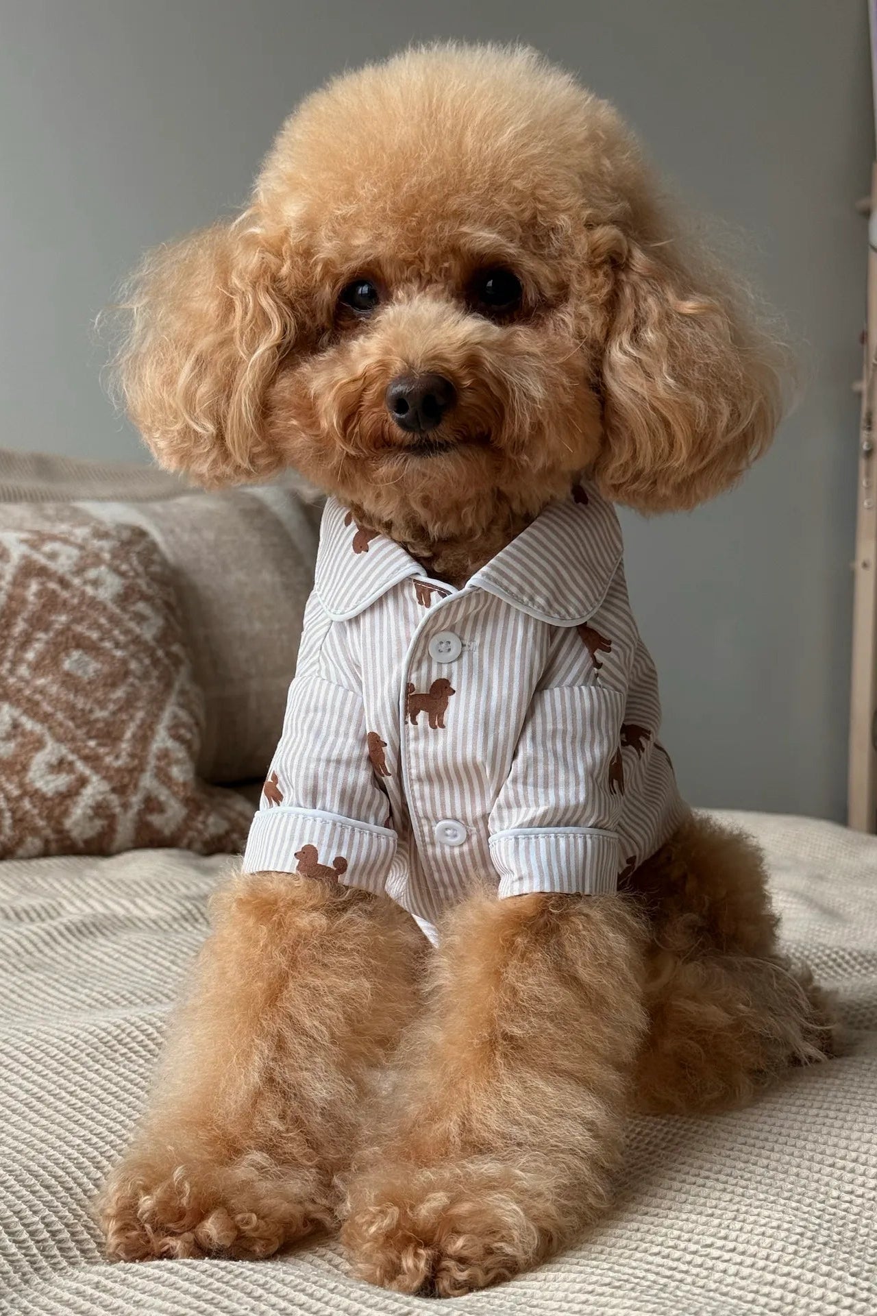 A small fluffy tan dog sits on a textured beige sofa wearing a striped button-up shirt with brown dog-print motifs. The background shows a neutral gray wall, a patterned pillow, and a light-colored shelving unit.