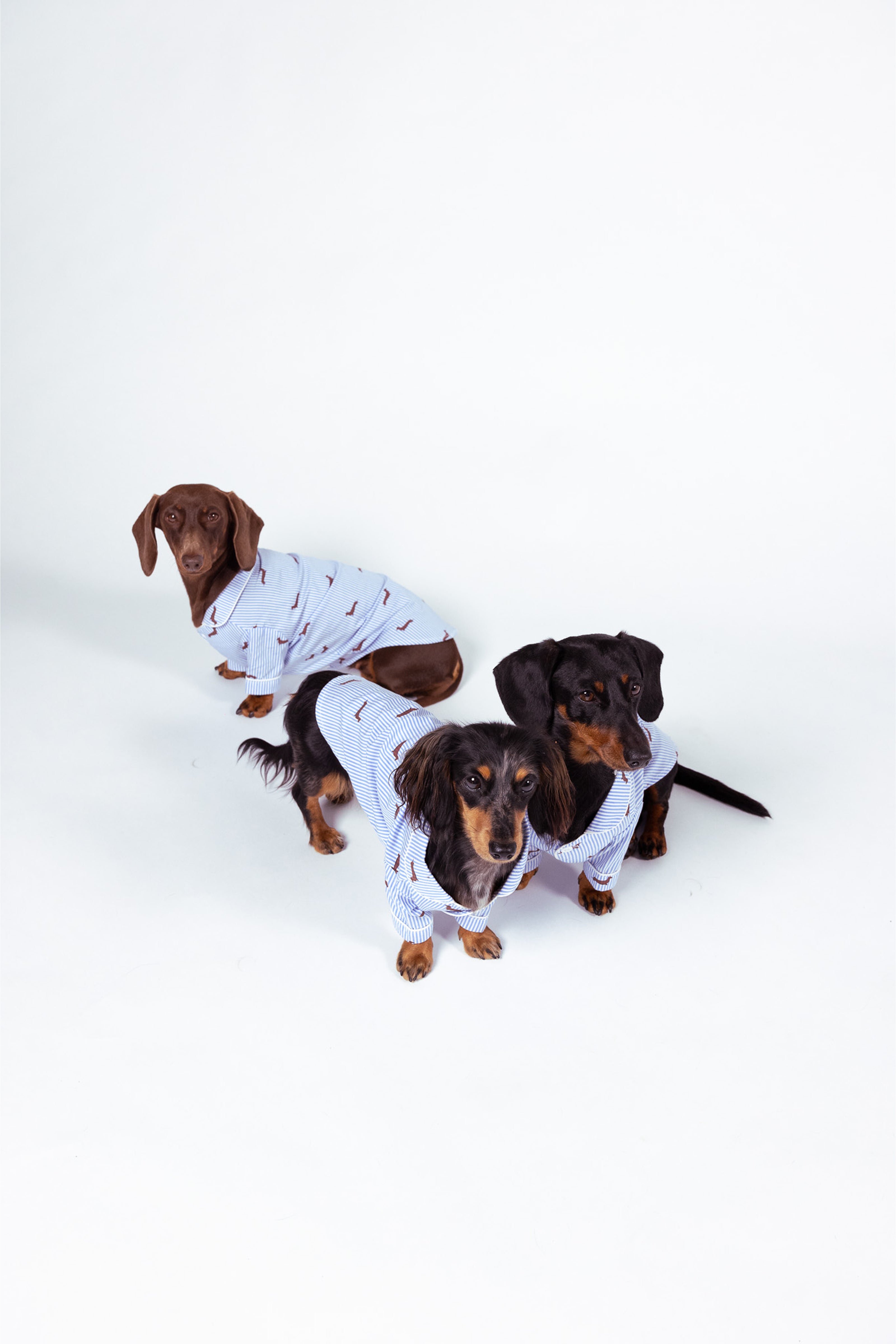 Dachshund dog pajama shirt - Blue & white