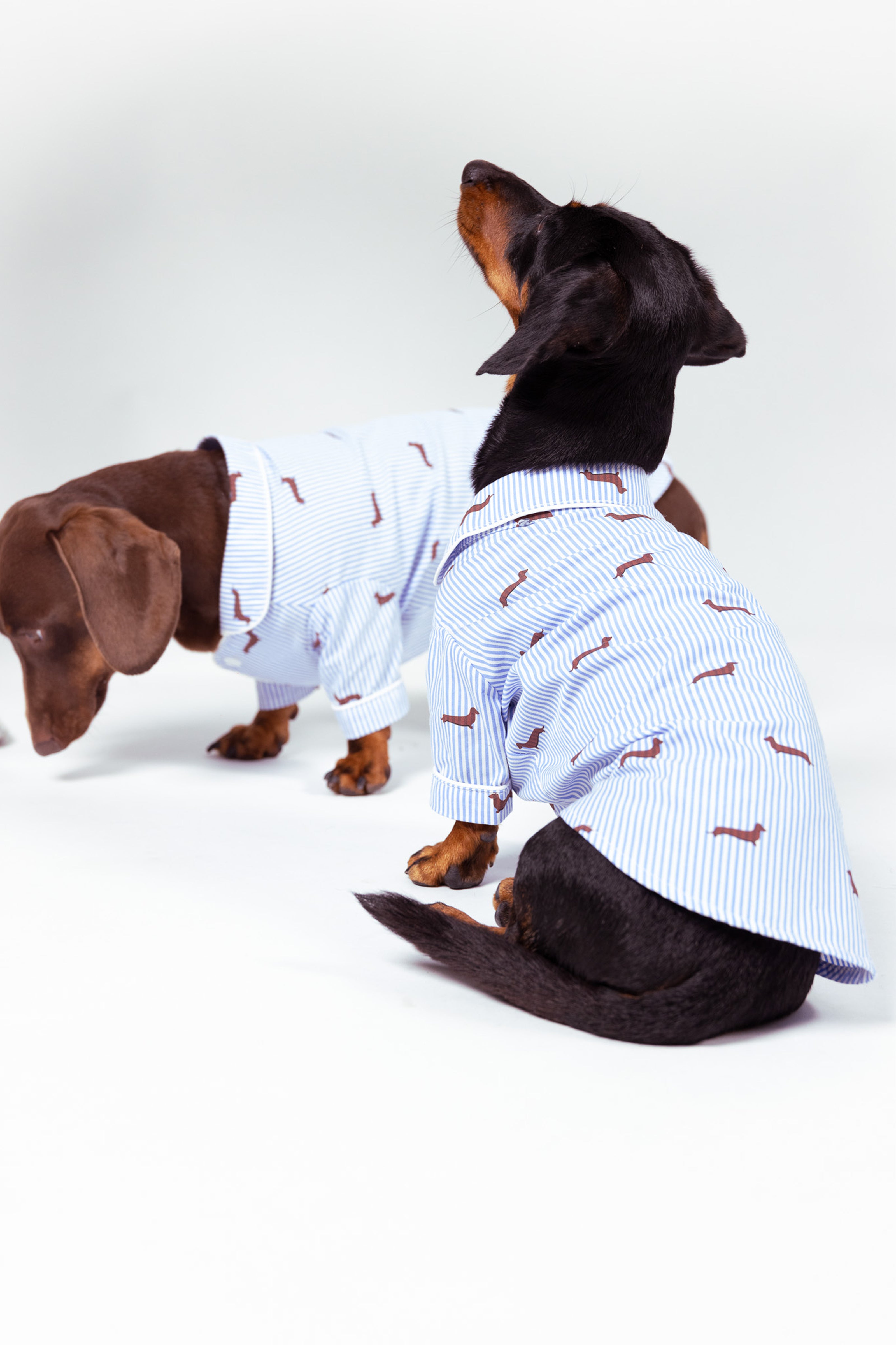 Dachshund dog pajama shirt - Blue & white