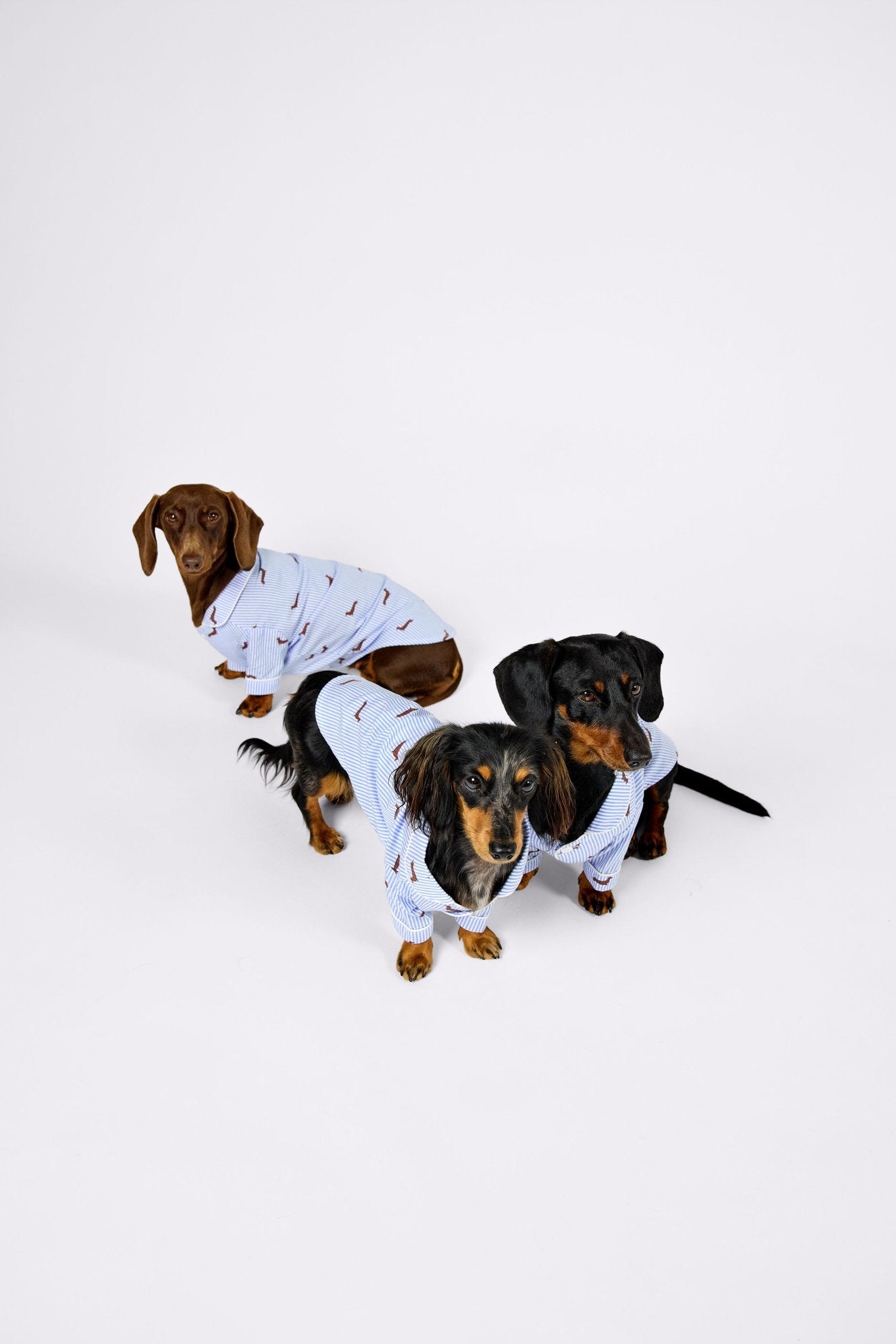 Dachshund dog pajama shirt – Blue & white - Dupper