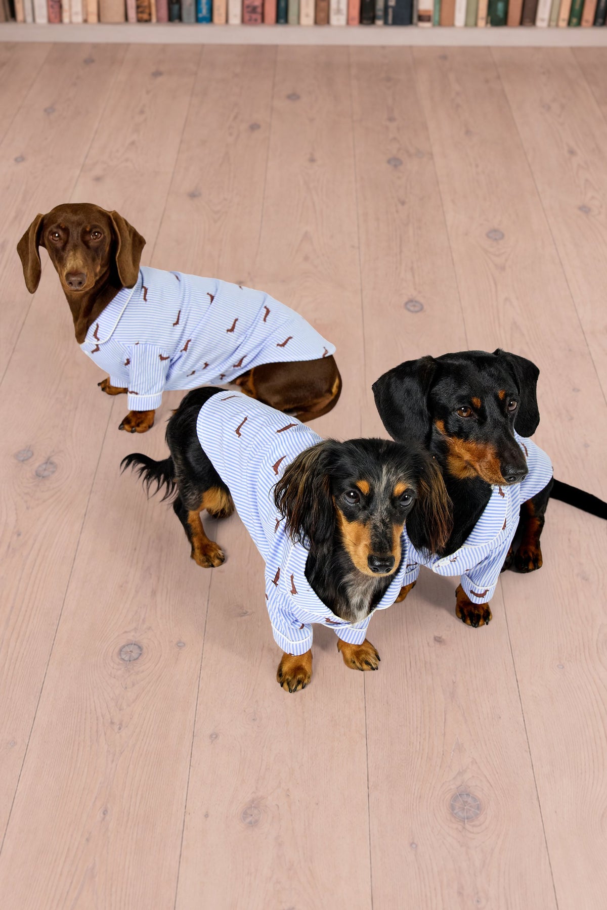 Dachshund dog pajama shirt – Blue & white - Dupper