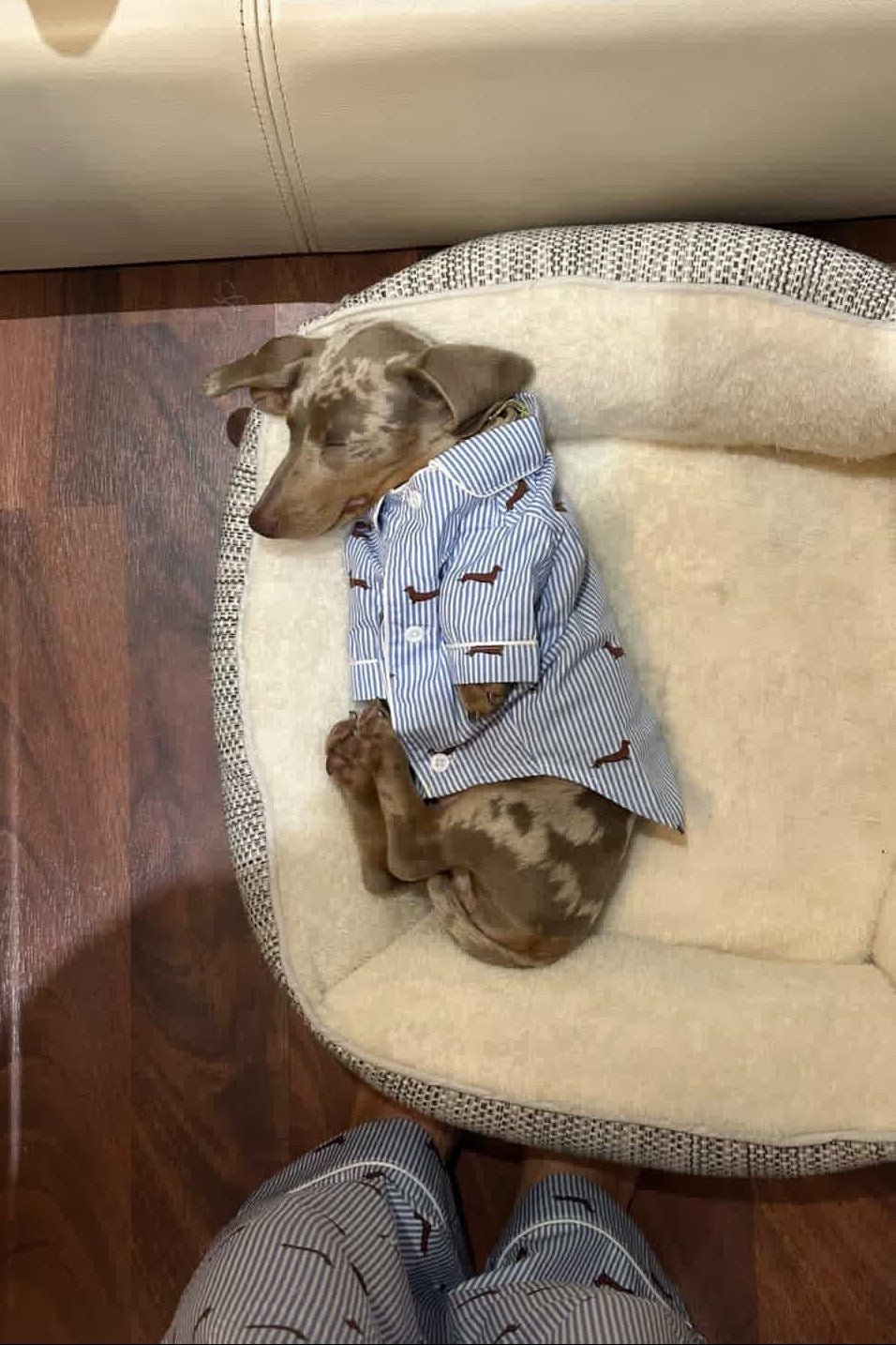 Dachshund dog pajama shirt – Blue & white - Dupper