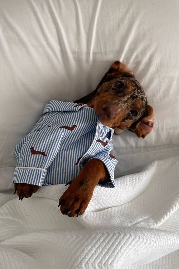 Dachshund dog pajama shirt – Blue & white - Dupper