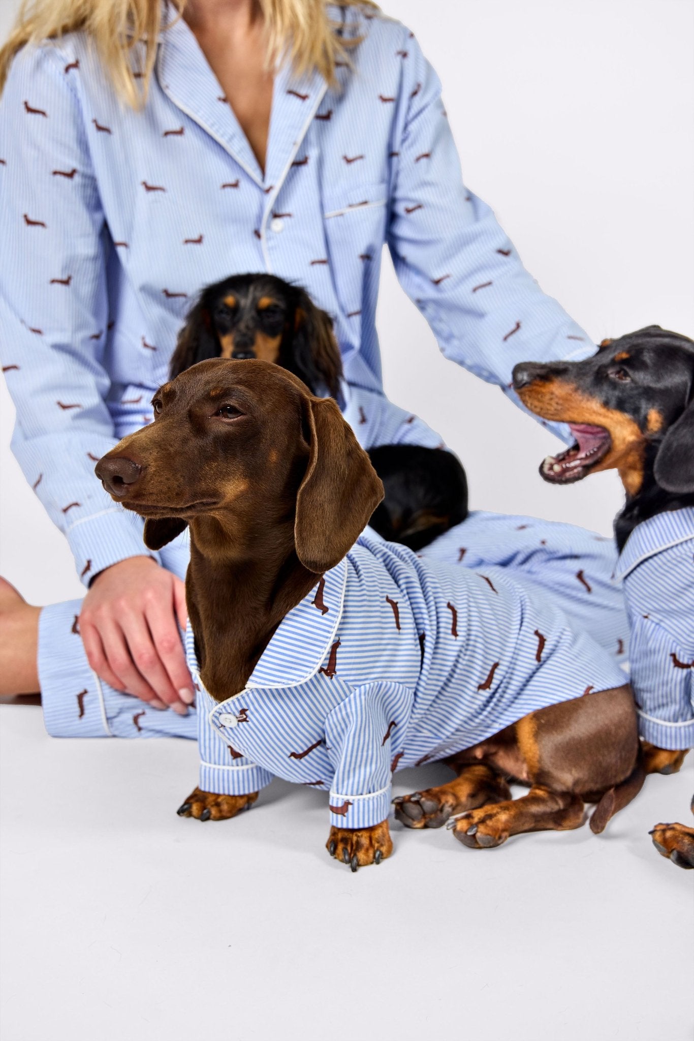 Dachshund matching pajama set – Blue & white - Dupper
