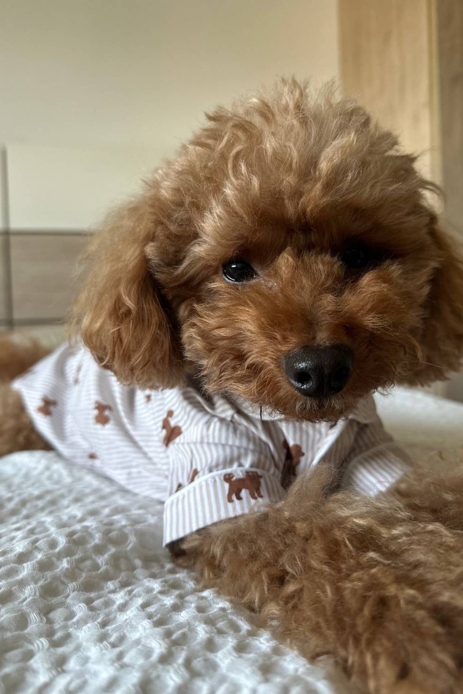 Doodle dog pajama shirt – Brown & white - Dupper