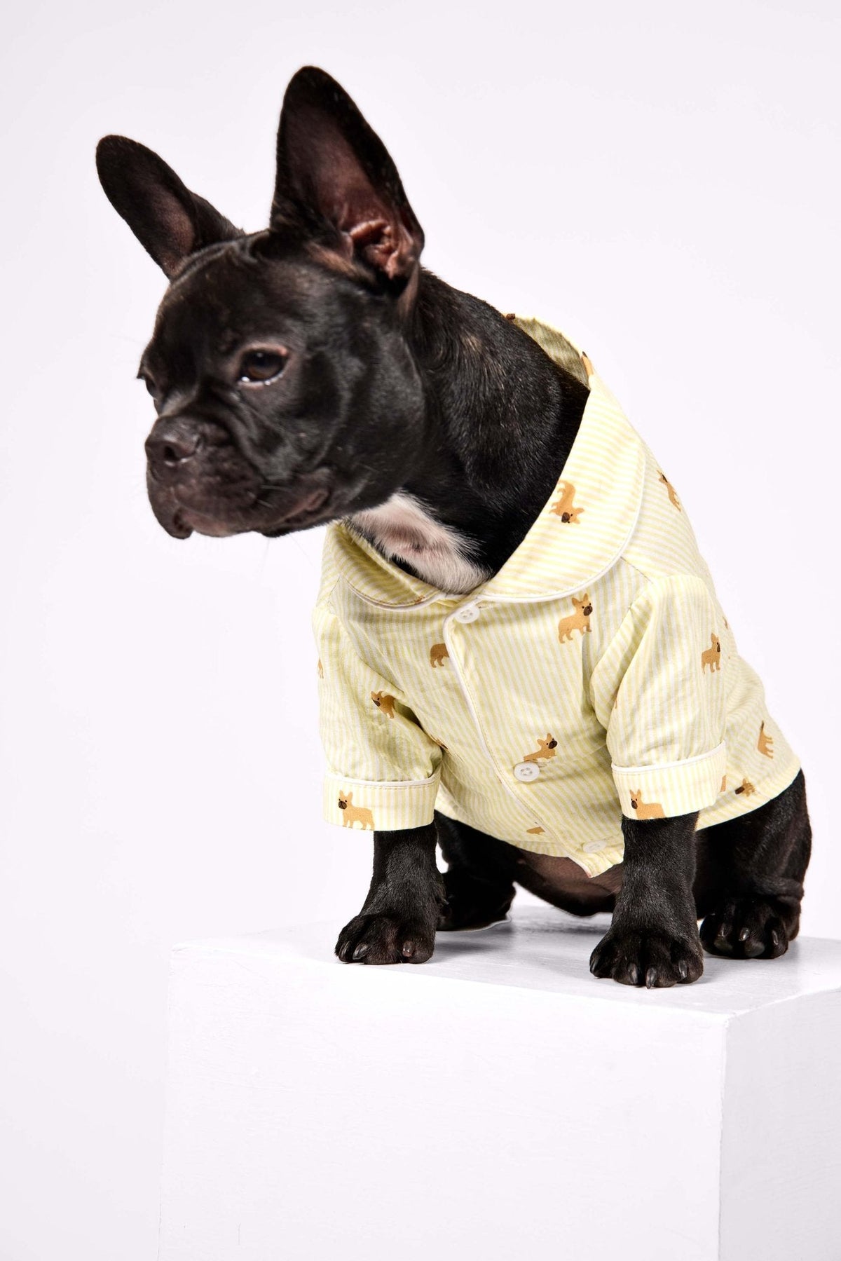 French Bulldog wearing the yellow and white dog pajama
