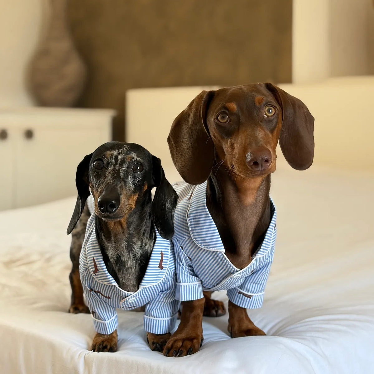 Two dachshunds sitting on a white bed wearing matching blue and white striped button-up shirts.