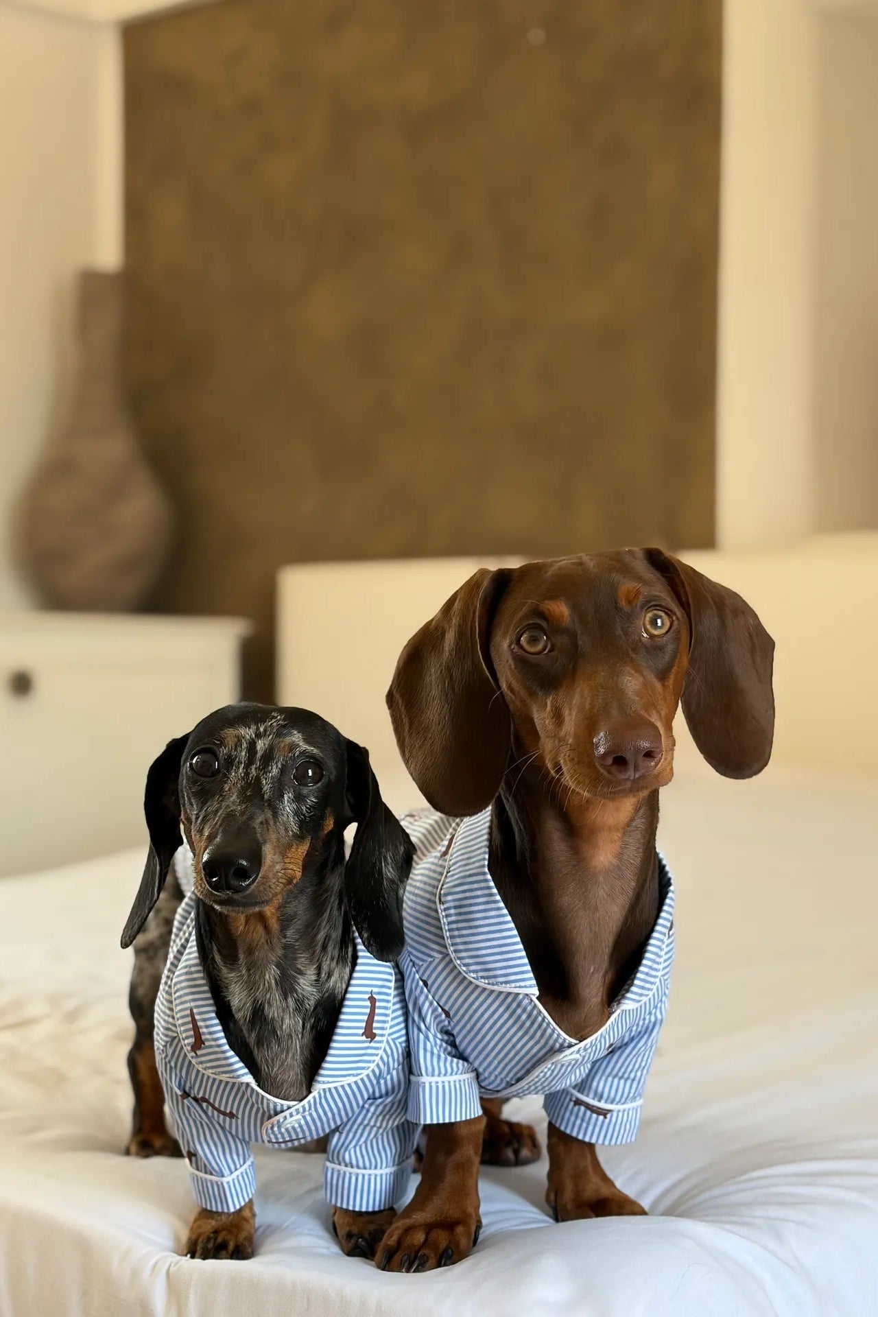 Two dachshunds sitting on a white bed wearing matching blue and white striped button-up shirts.
