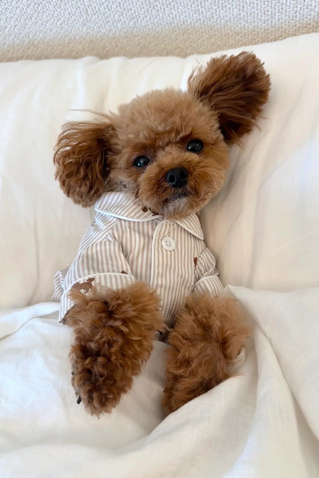 A small brown fluffy dog lying on white bedding, wearing a cream and beige vertically striped button-up shirt.