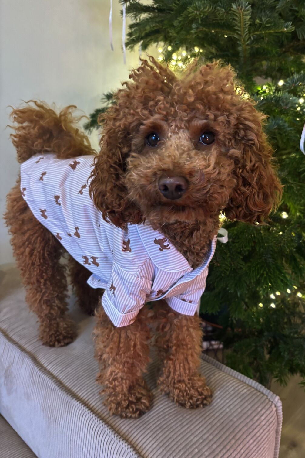 Doodle dog pajama shirt – Brown & white