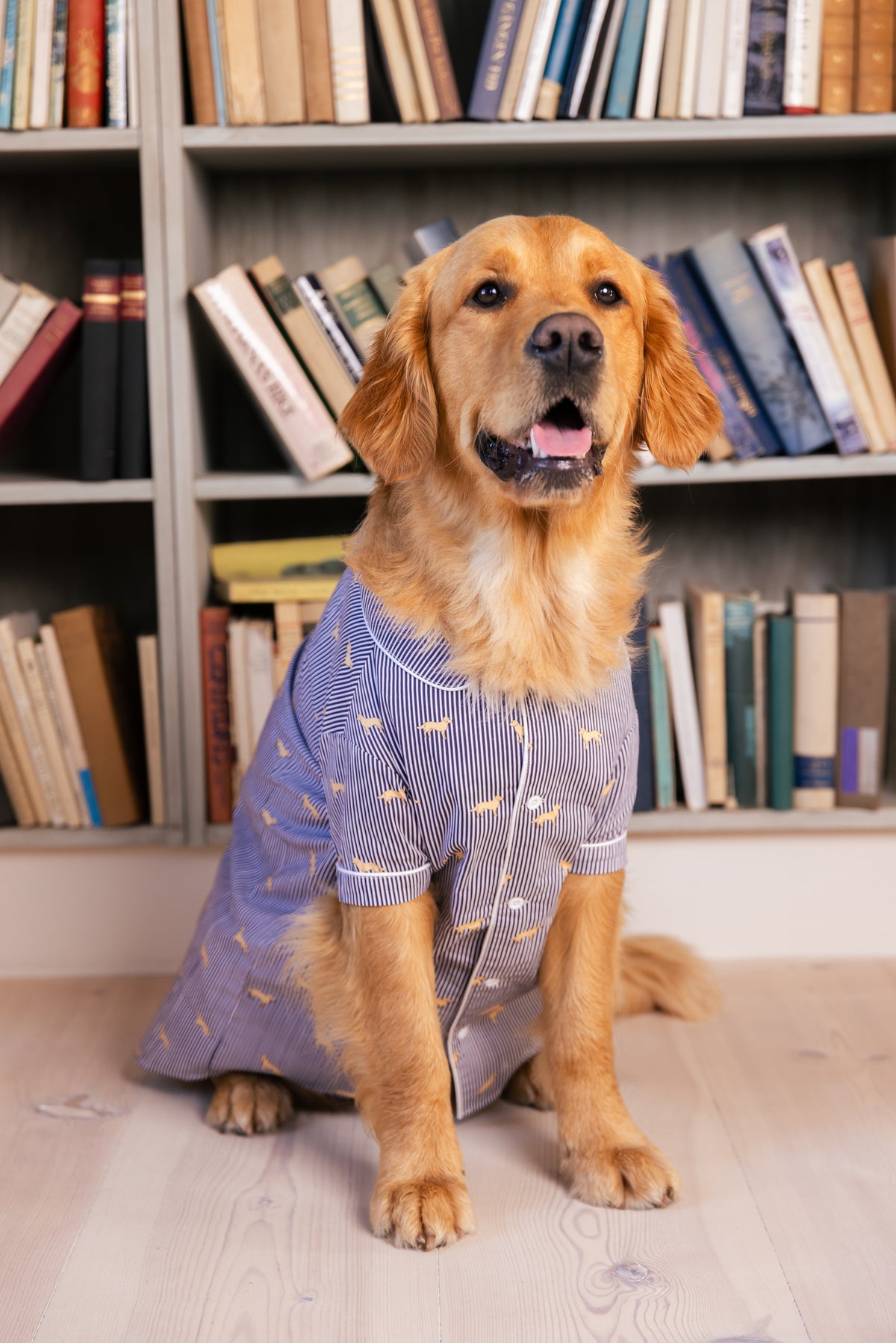 Golden Retriever wearing the navy and white Retriever dog pajama