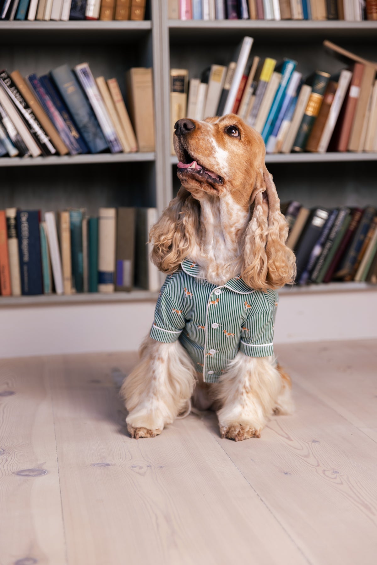 Spaniel wearing the green and white dog pajama