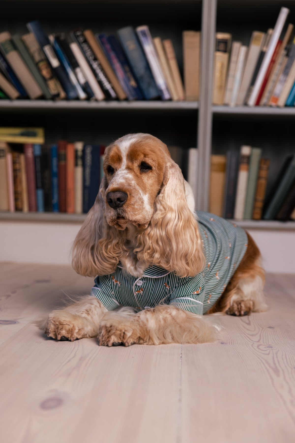 Spaniel lying down in the green and white dog pajama