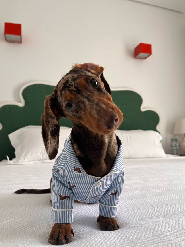Dachshund matching pajama set – Blue &amp; white