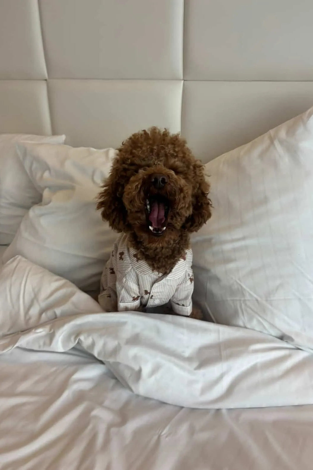A small brown dog wearing a white patterned pet sweater sits on a white bed with pillows and a padded headboard.