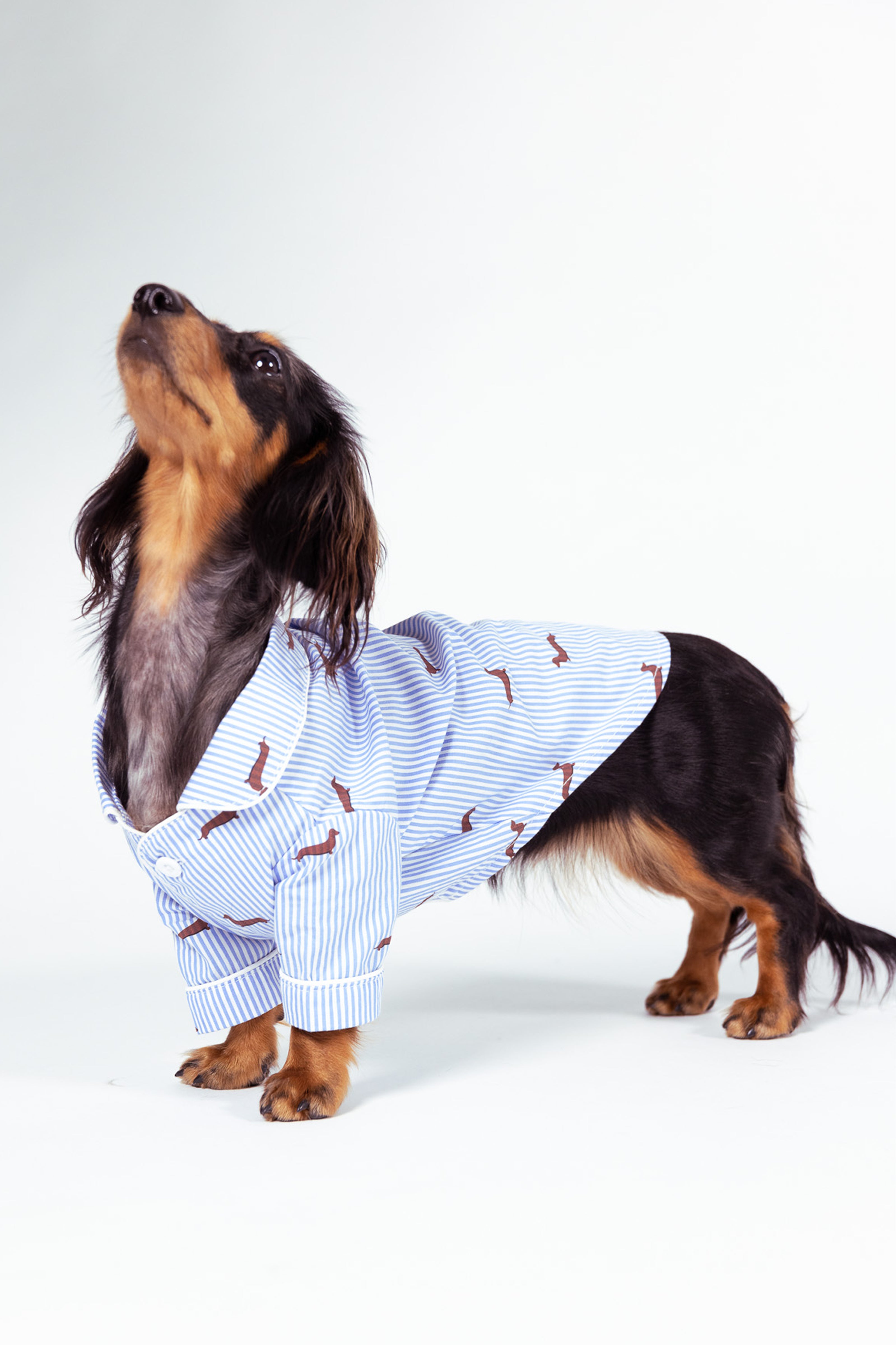 Dachshund dog pajama shirt - Blue &amp; white