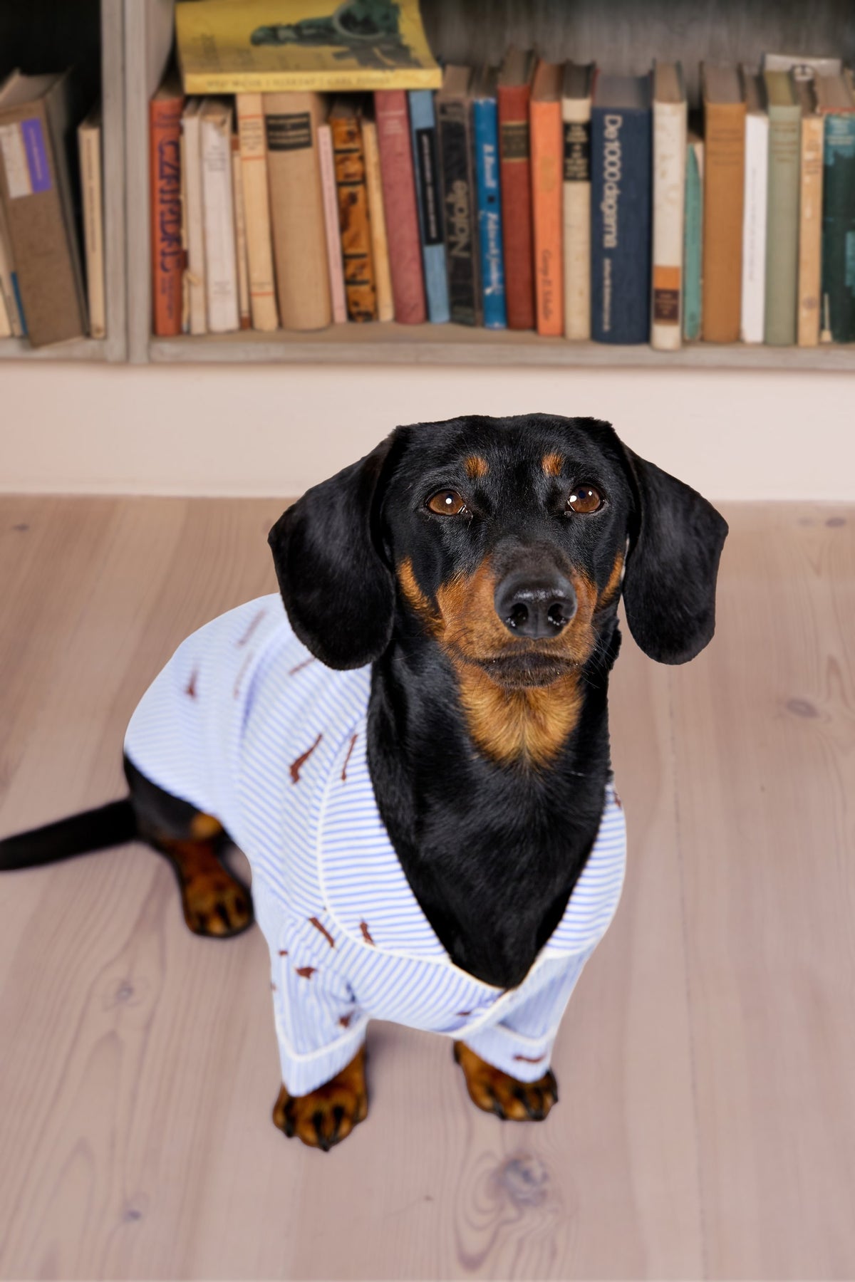 Dachshund dog pajama shirt – Blue & white
