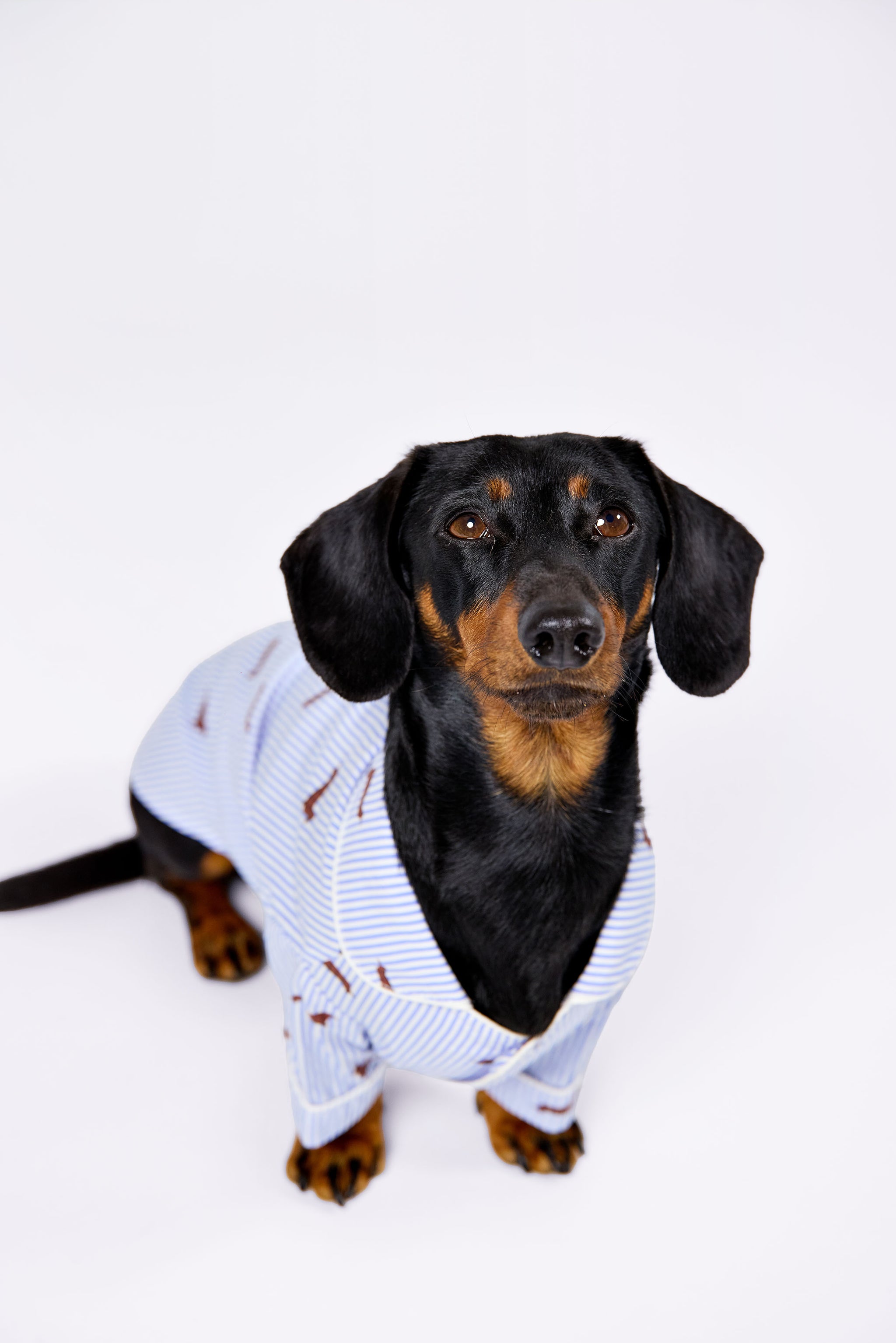 Dachshund dog pajama shirt (size M)– Blue & white