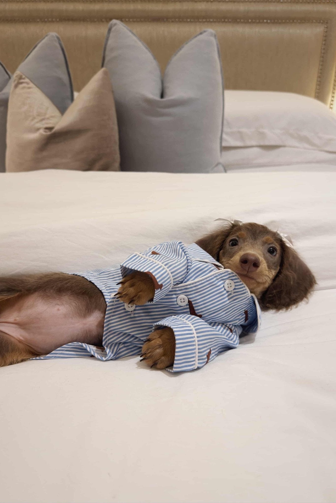 Dachshund dog pajama shirt – Blue & white - Dupper