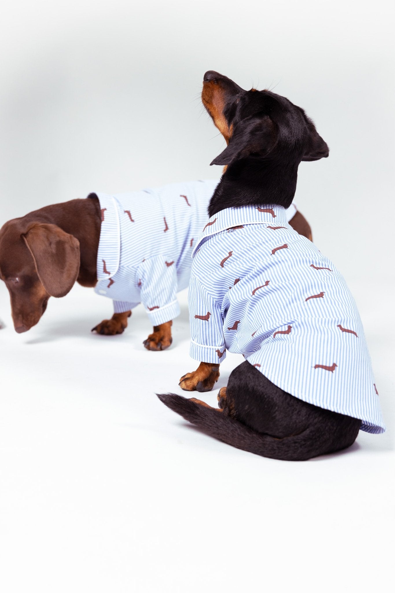 Dachshund dog pajama shirt - Blue &amp; white - Dupper