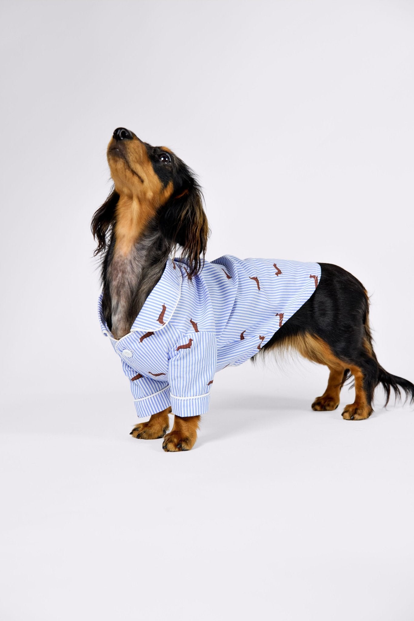 Dachshund dog pajama shirt – Blue & white - Dupper