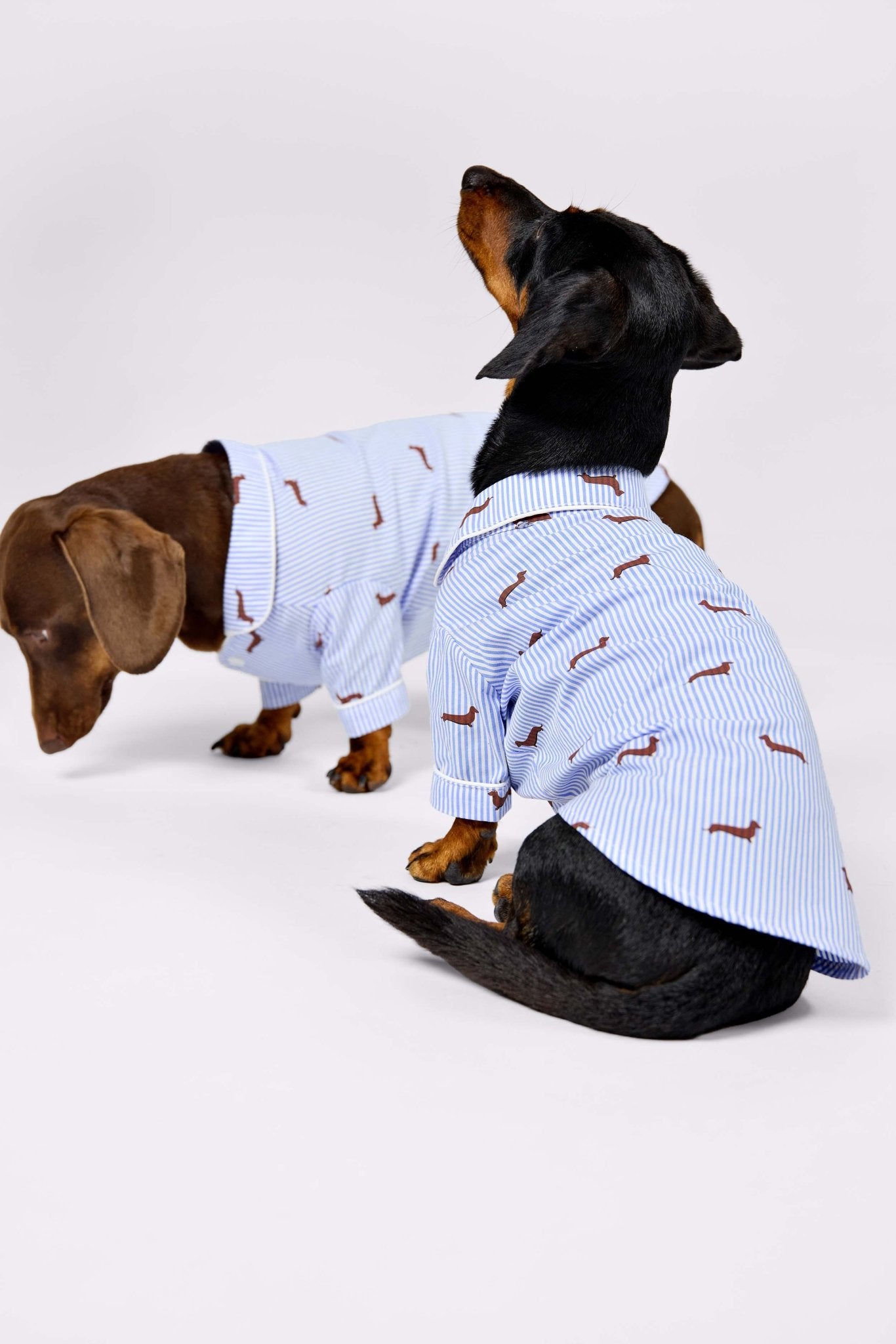 Dachshund dog pajama shirt – Blue & white - Dupper