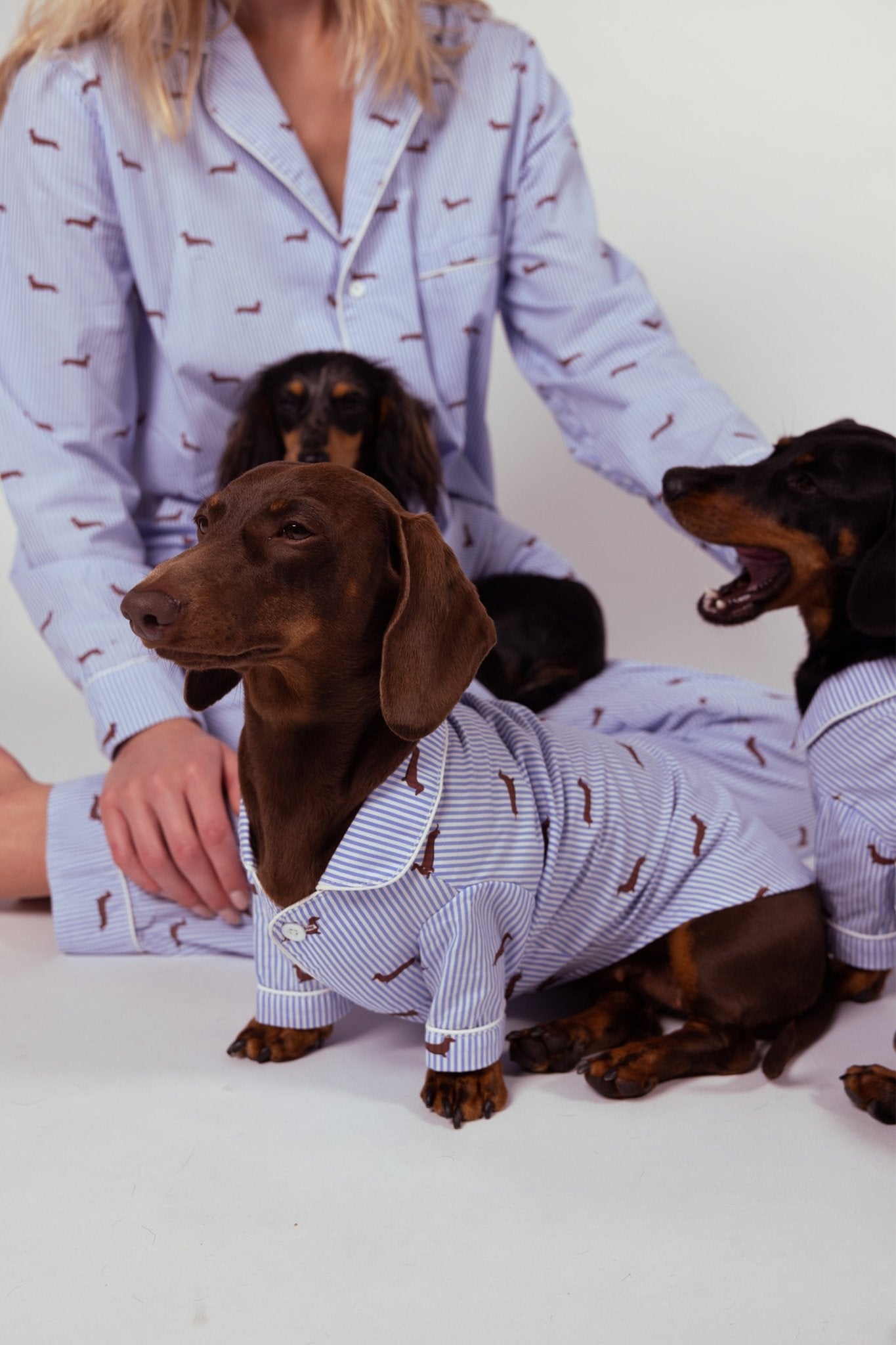 Dachshund matching pajama set – Blue &amp; white - Dupper