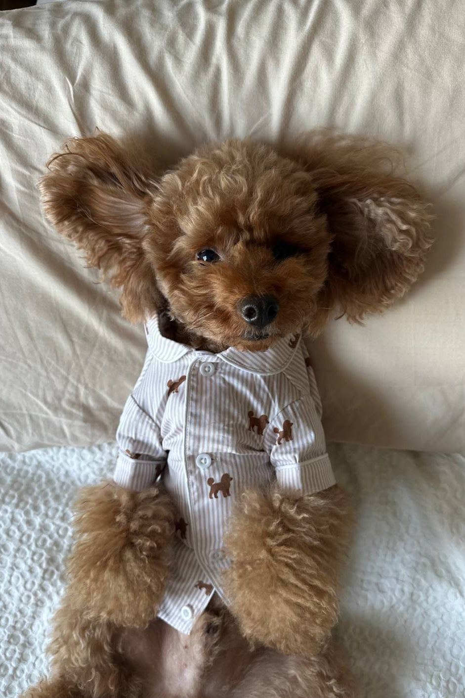 Doodle dog pajama shirt – Brown & white - Dupper