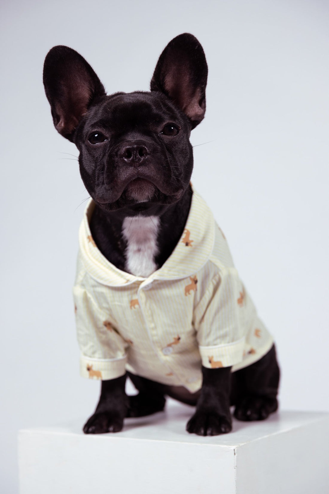 Frenchie dog pajama shirt - Yellow &amp; white - Dupper
