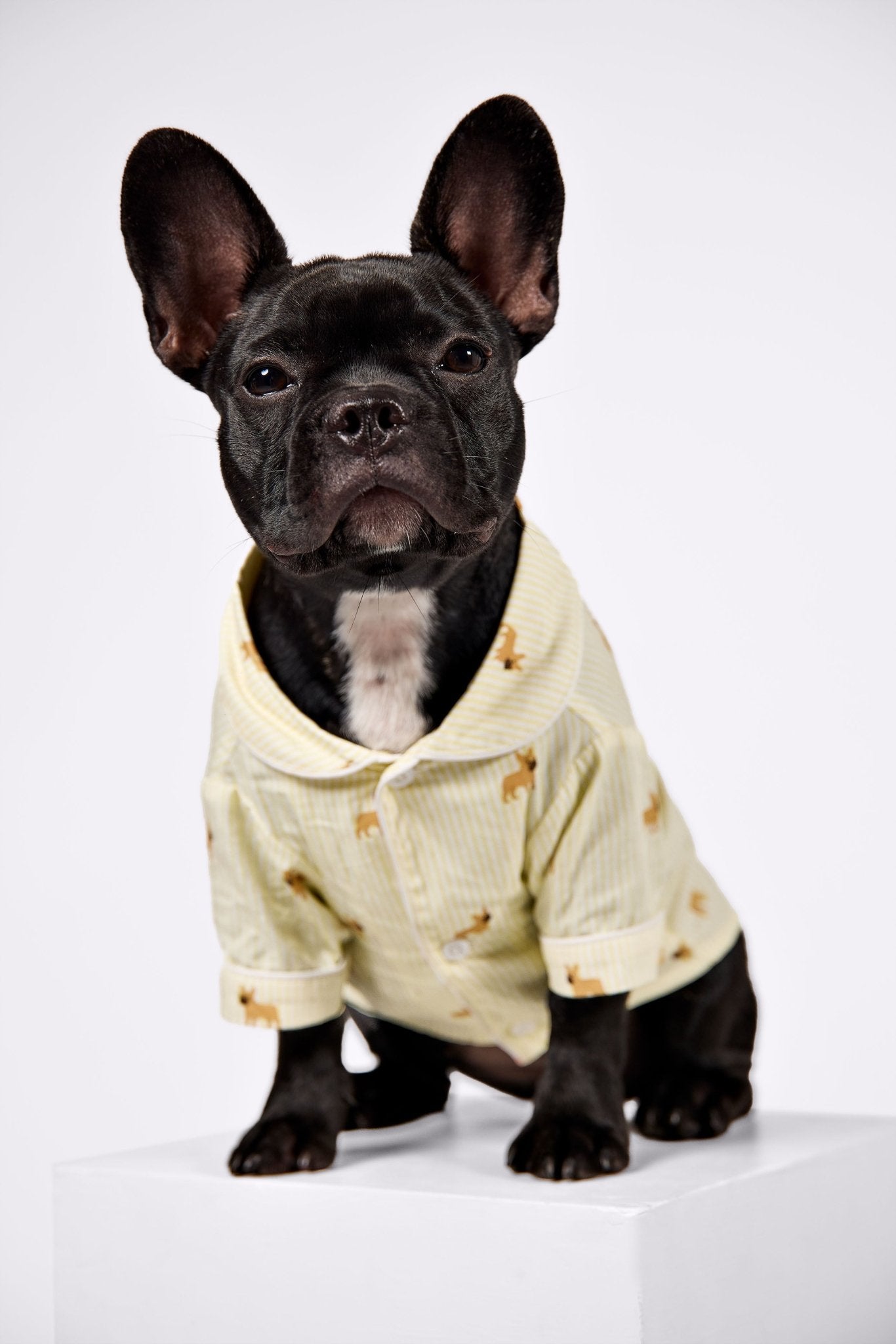 Frenchie dog pajama shirt – Yellow & white - Dupper
