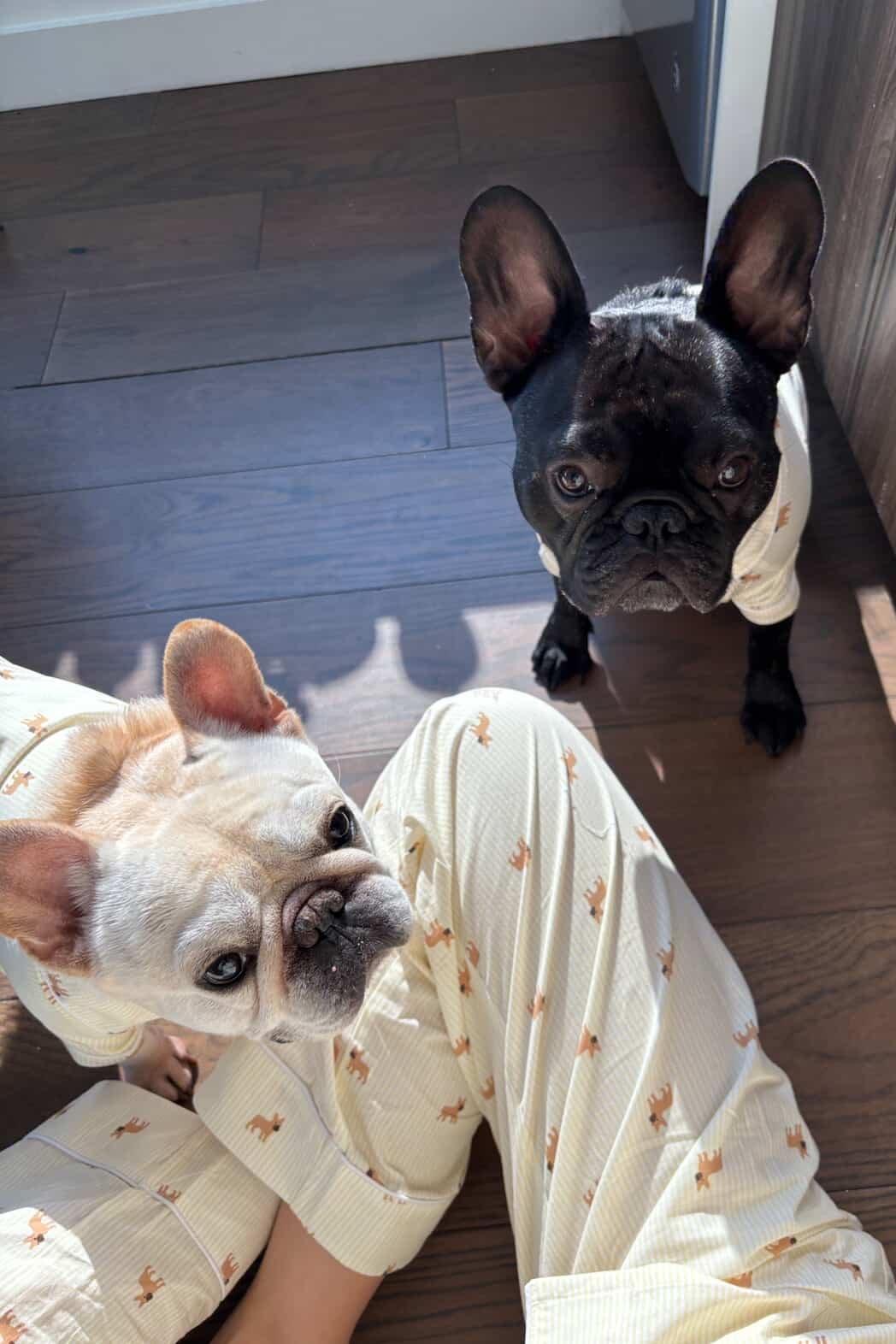 Frenchie dog pajama shirt – Yellow & white - Dupper