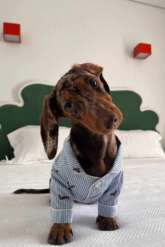 New Dachshund Pyjama Dachshund Dog Pajama Shirt Blue White XXXS