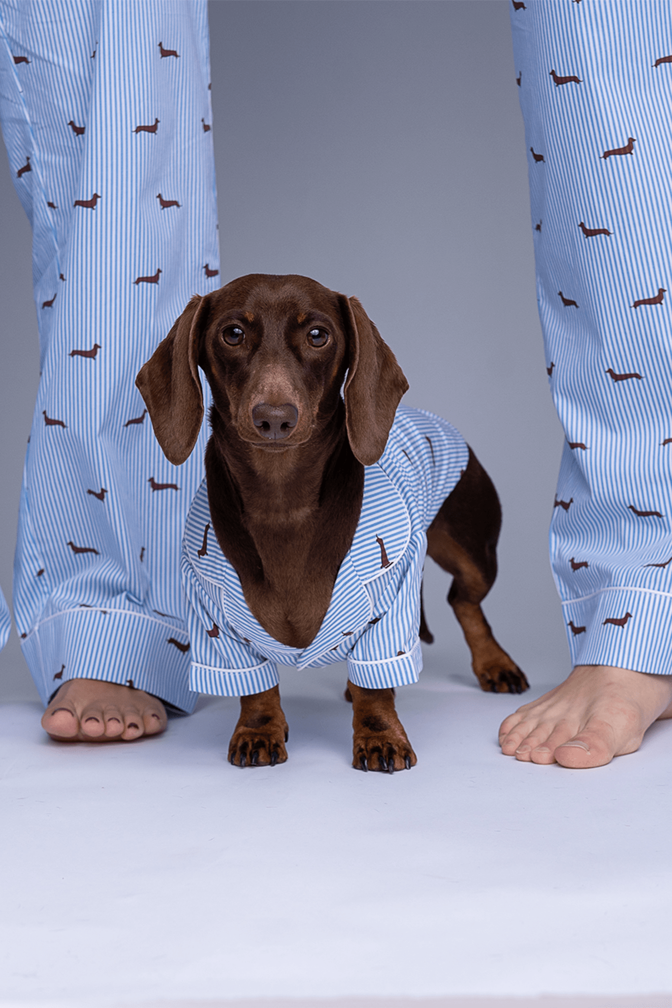 Dachshund Pjs Hooded Dachshund Pjs UK
