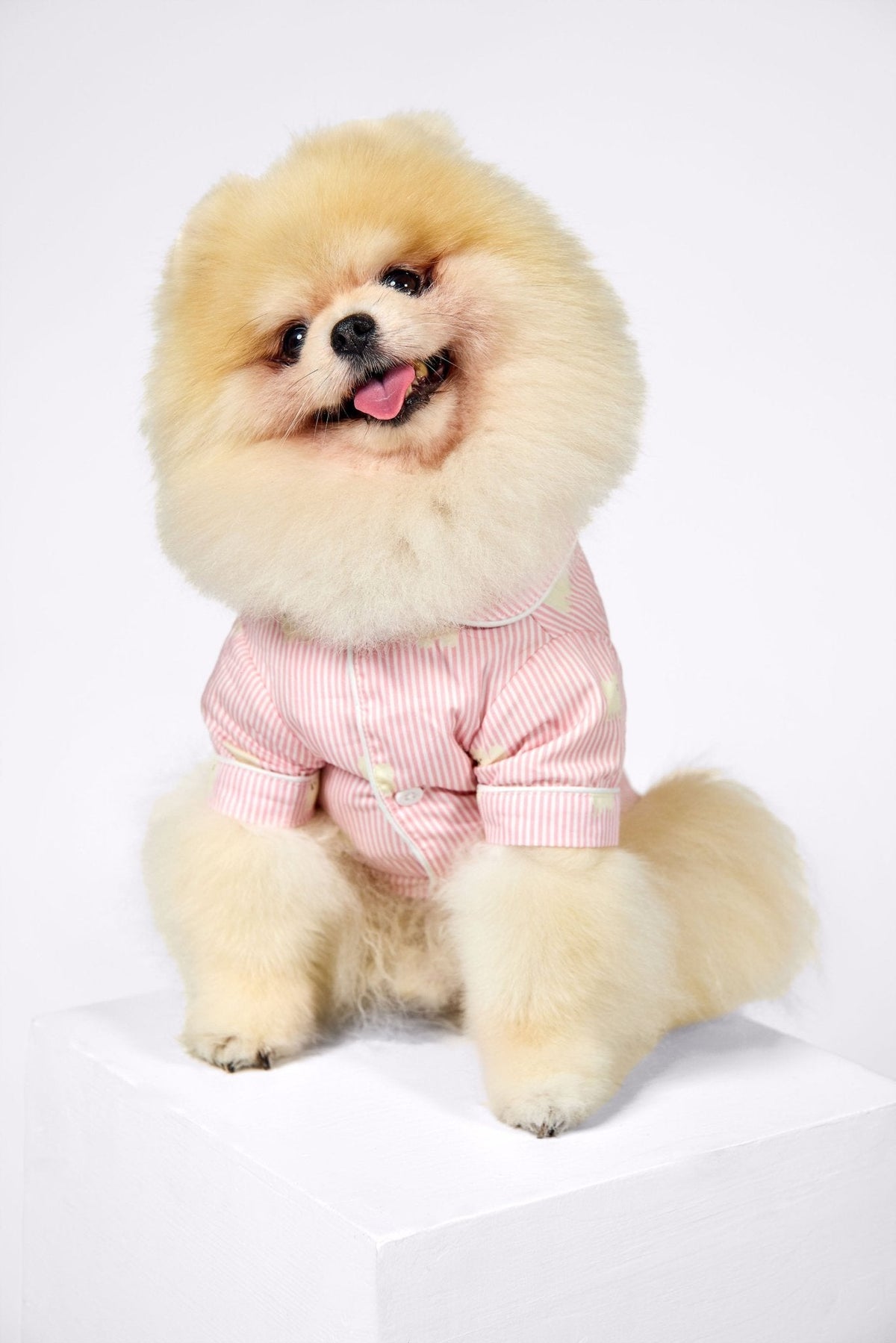 Pomeranian wearing the pink and white dog pajama