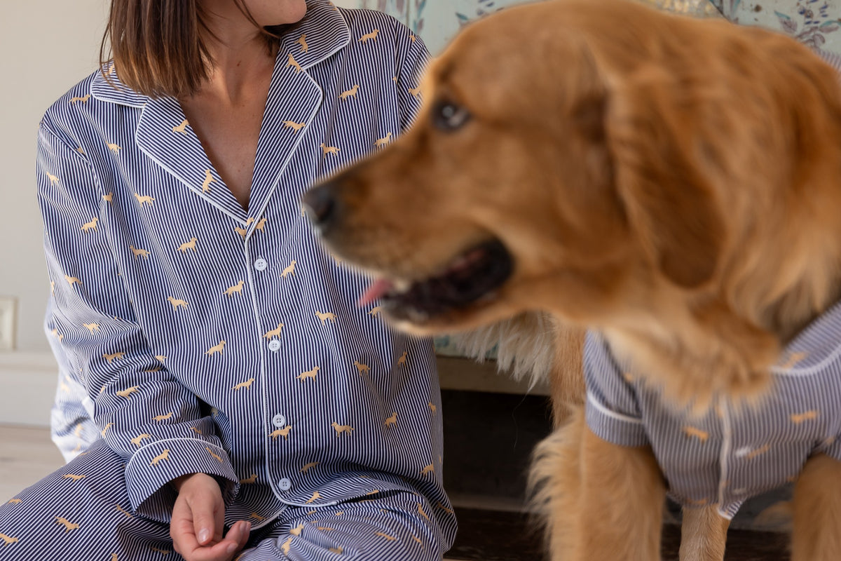 Close view of a Golden Retriever wearing the navy and white dog pajama