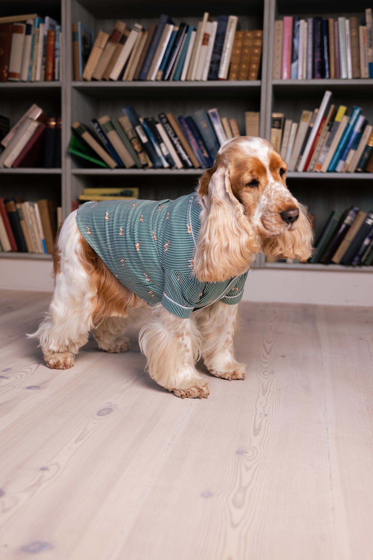 Side view of a Spaniel wearing the green and white dog pajama